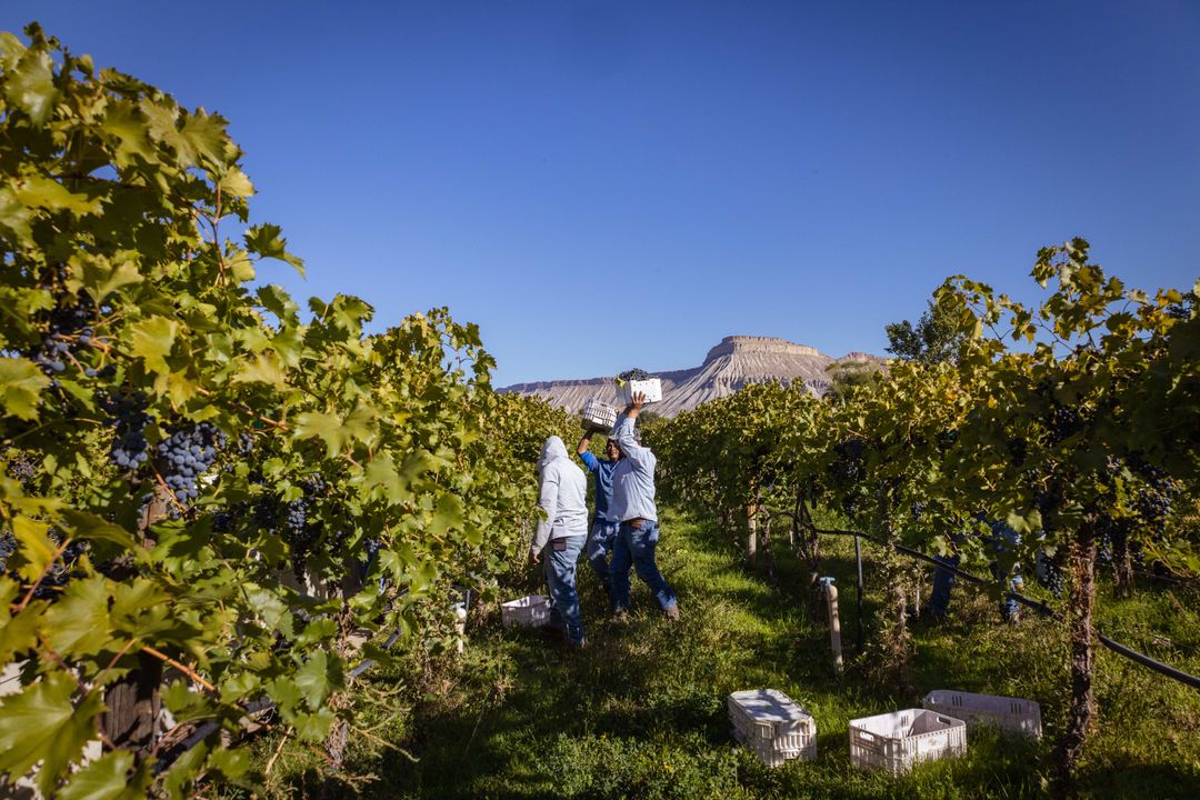 Sustainability Commitment Carboy Winery